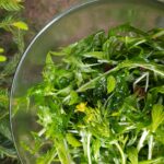 Smrkové výhonky v kuchyni: zelený salát